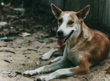 Street dog in Bangalore resting on sandy ground, representing target animals for BBMP’s 2025 combined vaccination programme including anti-rabies and 5-in-1 canine core vaccines.
