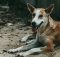 Street dog in Bangalore resting on sandy ground, representing target animals for BBMP’s 2025 combined vaccination programme including anti-rabies and 5-in-1 canine core vaccines.