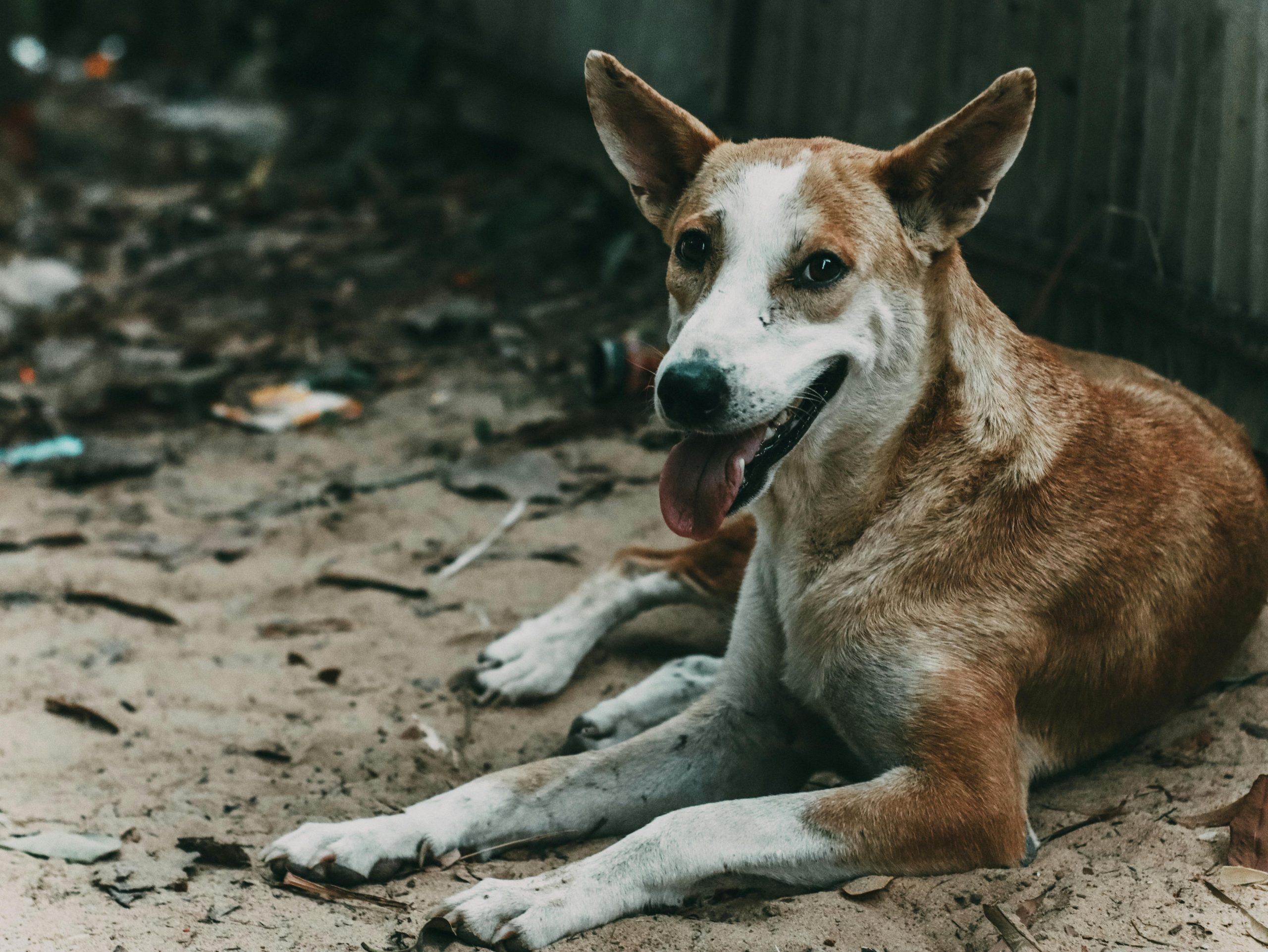 Street dog in Bangalore resting on sandy ground, representing target animals for BBMP’s 2025 combined vaccination programme including anti-rabies and 5-in-1 canine core vaccines.