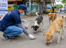 Oral Rabies Vaccination in India programme targeting stray dogs for rabies control