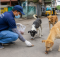 Oral Rabies Vaccination in India programme targeting stray dogs for rabies control
